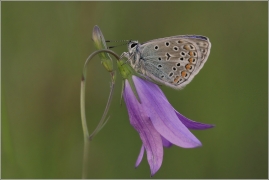 <p>MODRÁSEK JEHLICOVÝ (Polyommatus icarus ) ---- /Common blue butterfly - Hauhechel-Bläuling/</p>